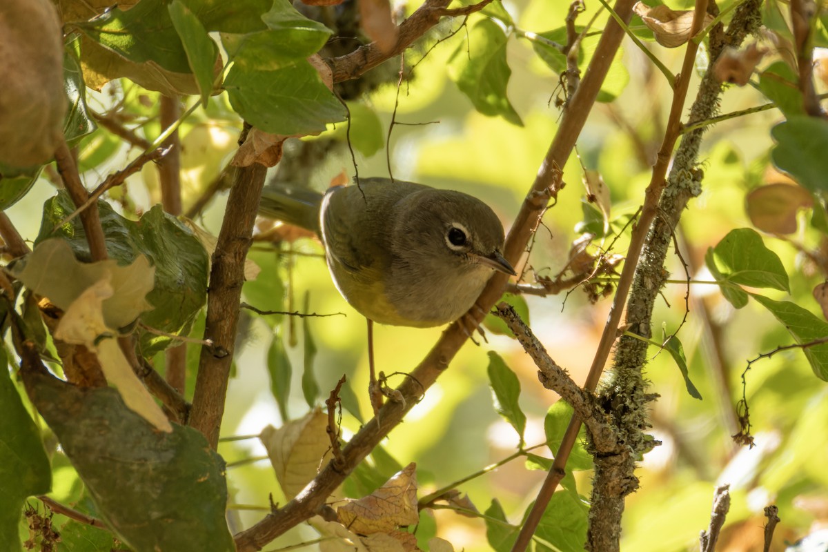 MacGillivray's Warbler - ML643182763