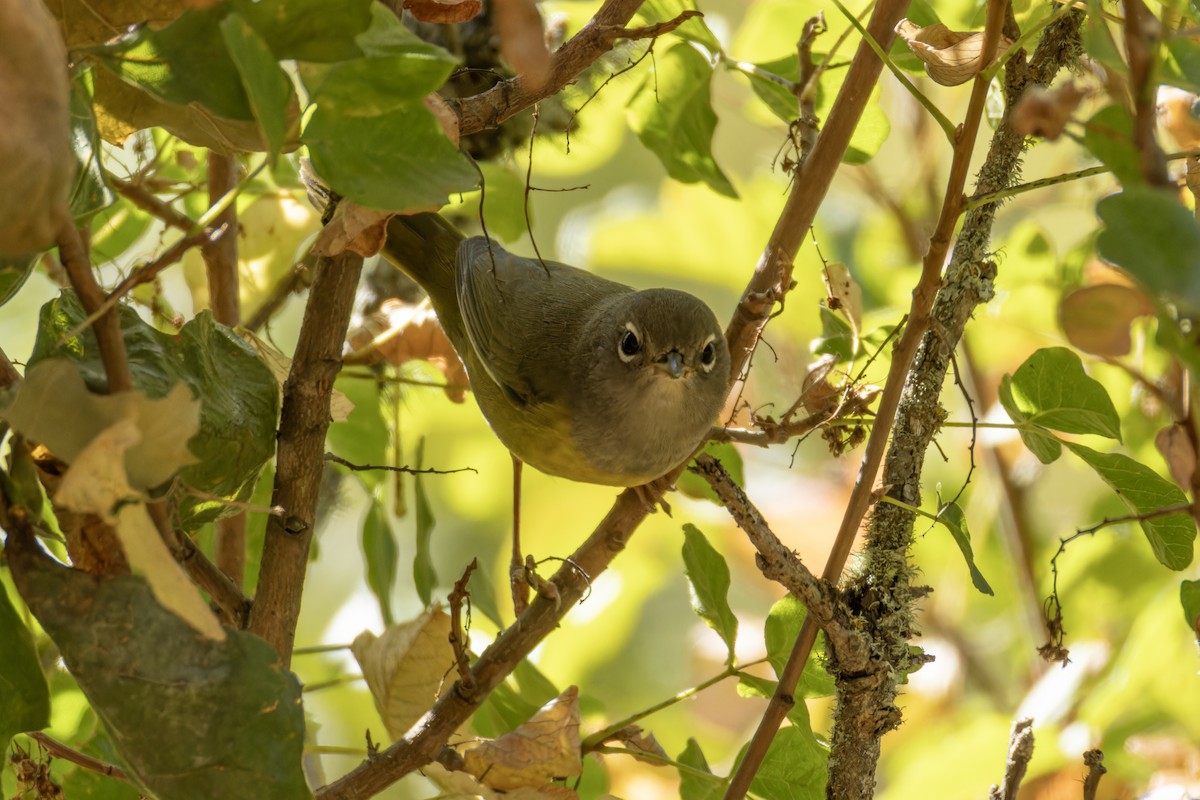 MacGillivray's Warbler - ML643182769
