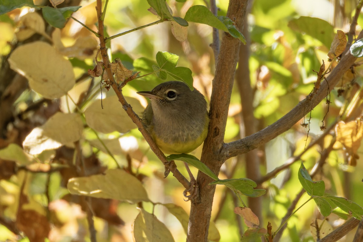 MacGillivray's Warbler - ML643182773