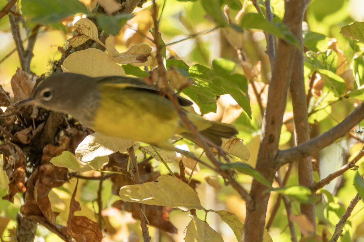MacGillivray's Warbler - ML643182776