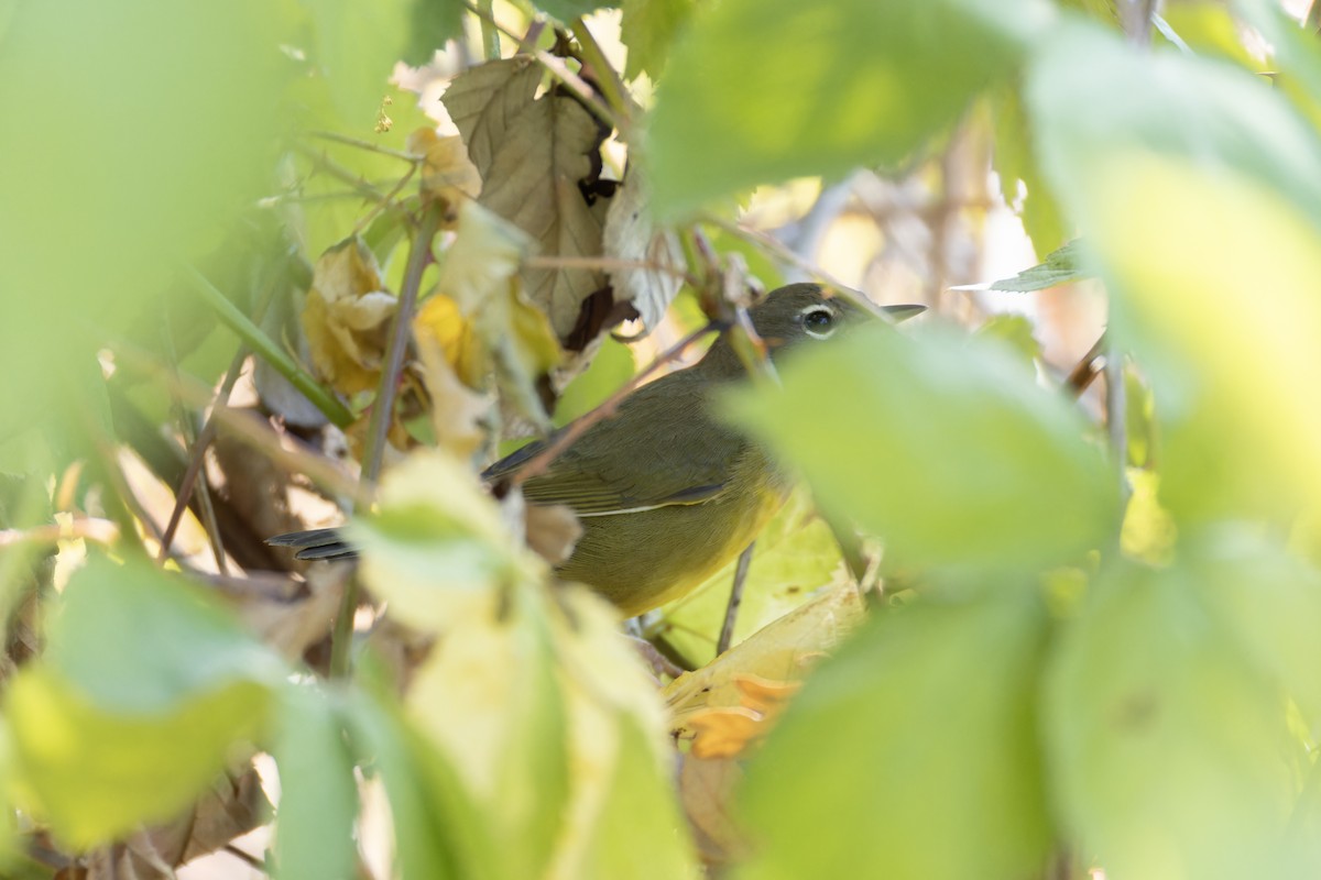 MacGillivray's Warbler - ML643182777