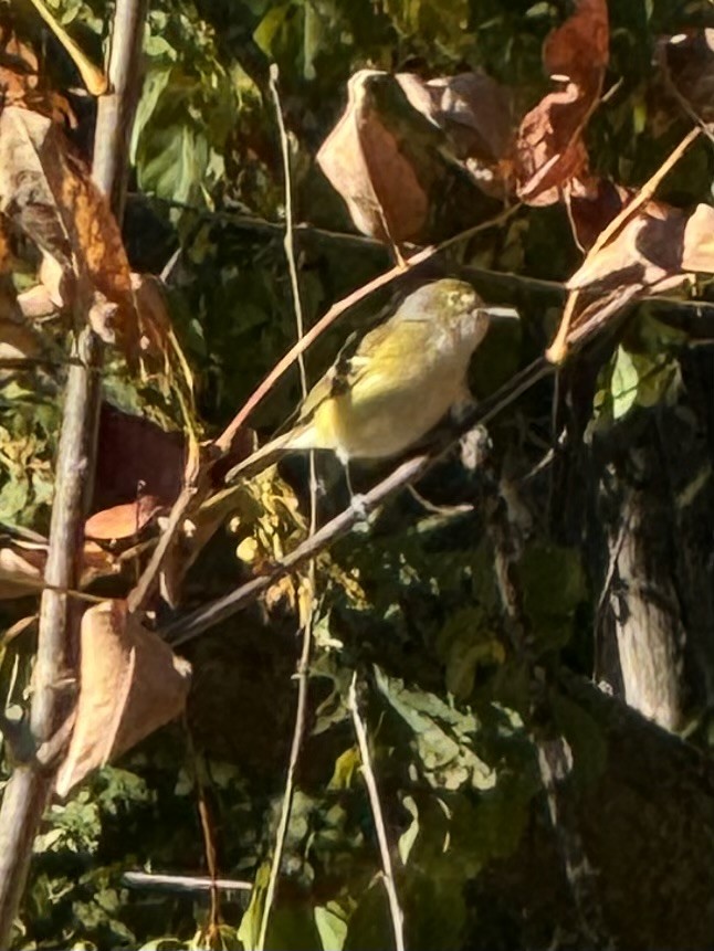 zelenáček bělooký - ML643182786