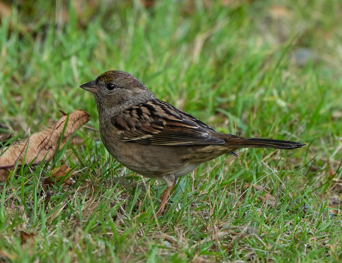 Golden-crowned Sparrow - ML643182803