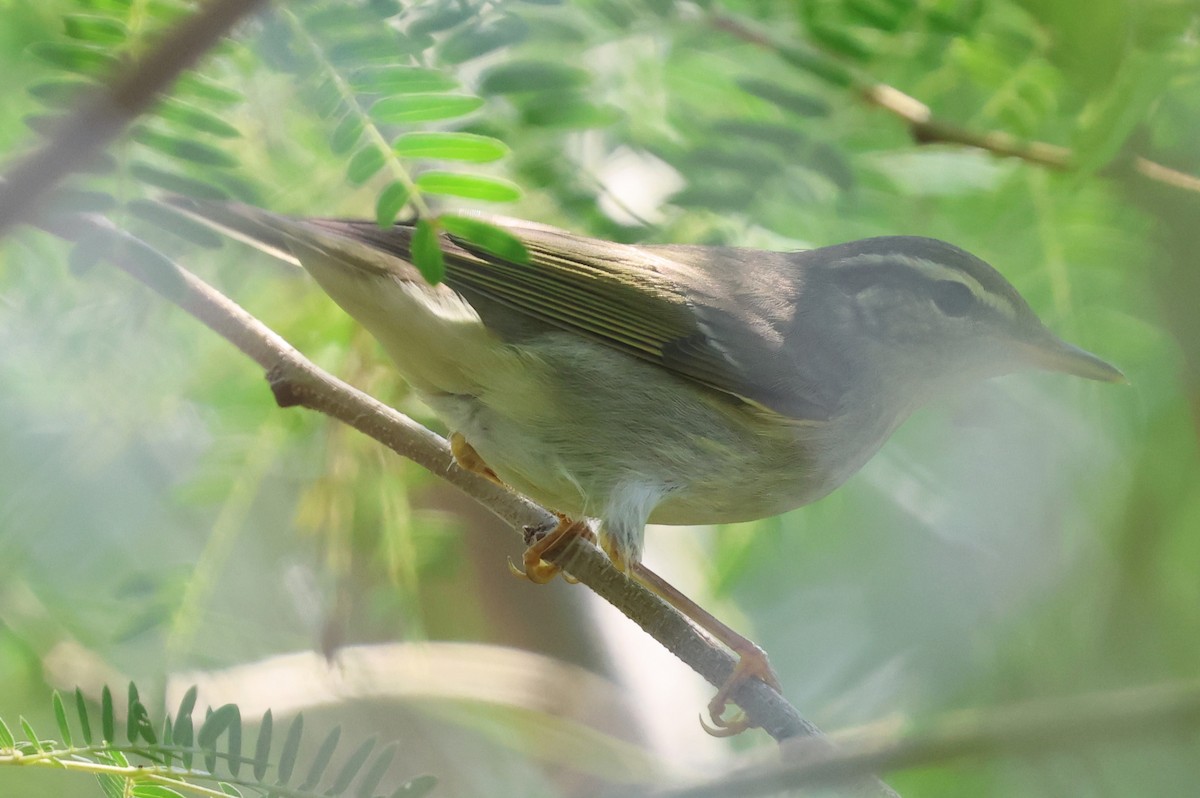 Japanese Leaf/Arctic/Kamchatka Leaf Warbler - ML643182816