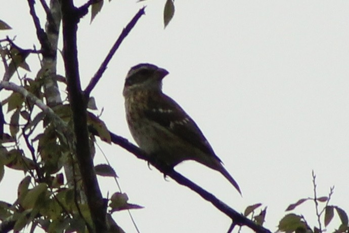 Rose-breasted Grosbeak - ML643182817