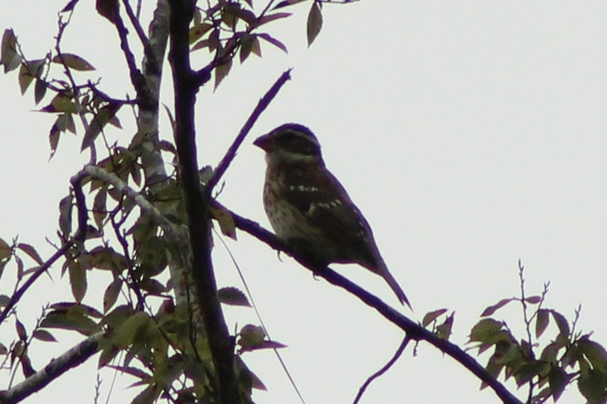 Rose-breasted Grosbeak - ML643182818