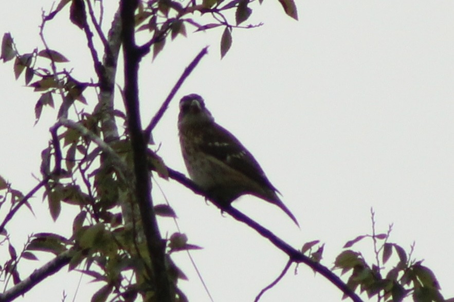 Rose-breasted Grosbeak - ML643182819