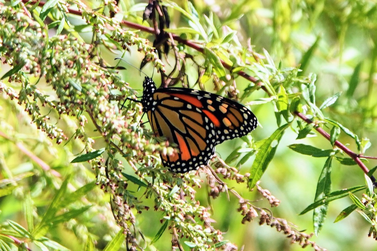 Monarch - ML643182827
