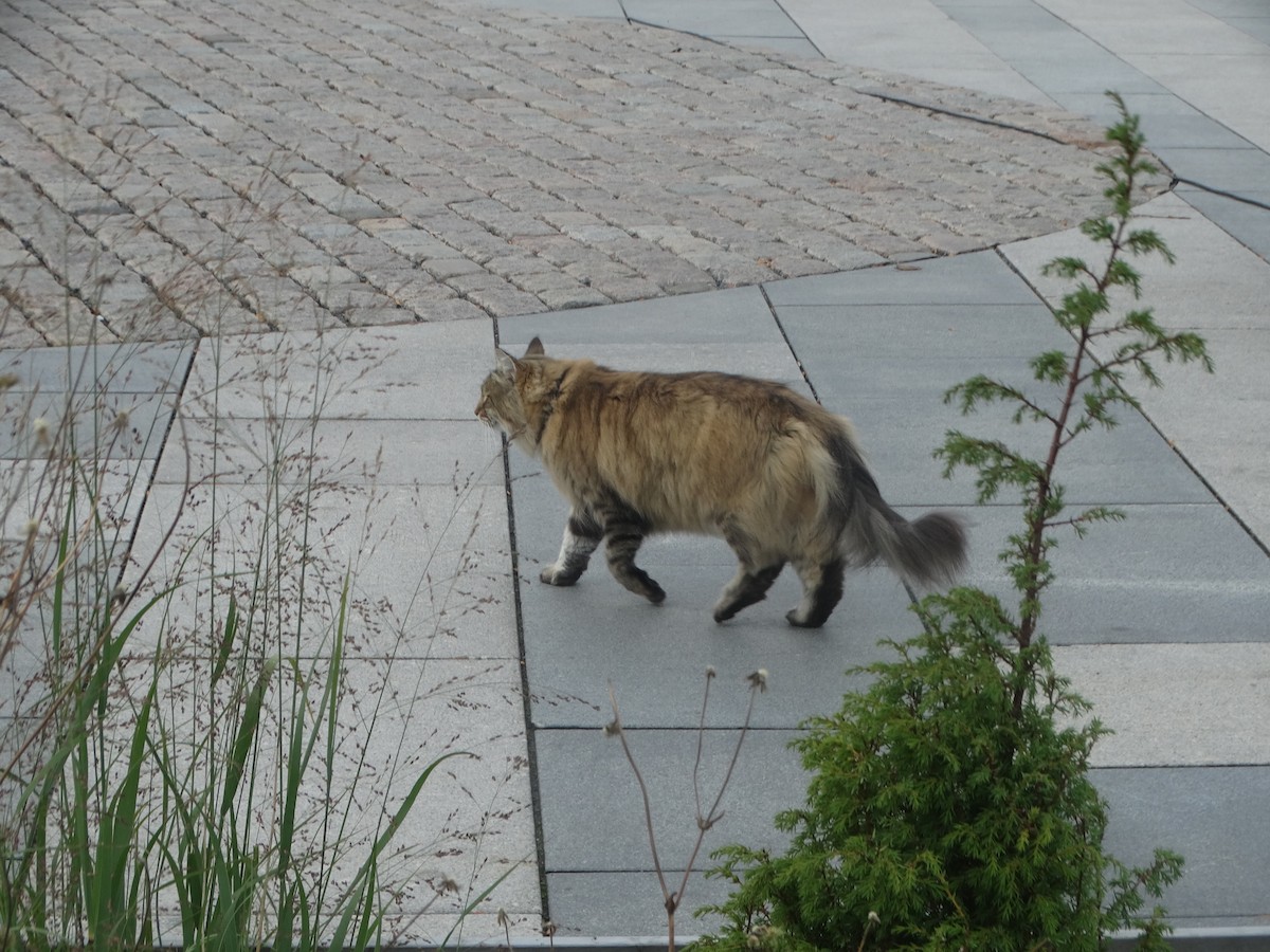Animals - ML643182839