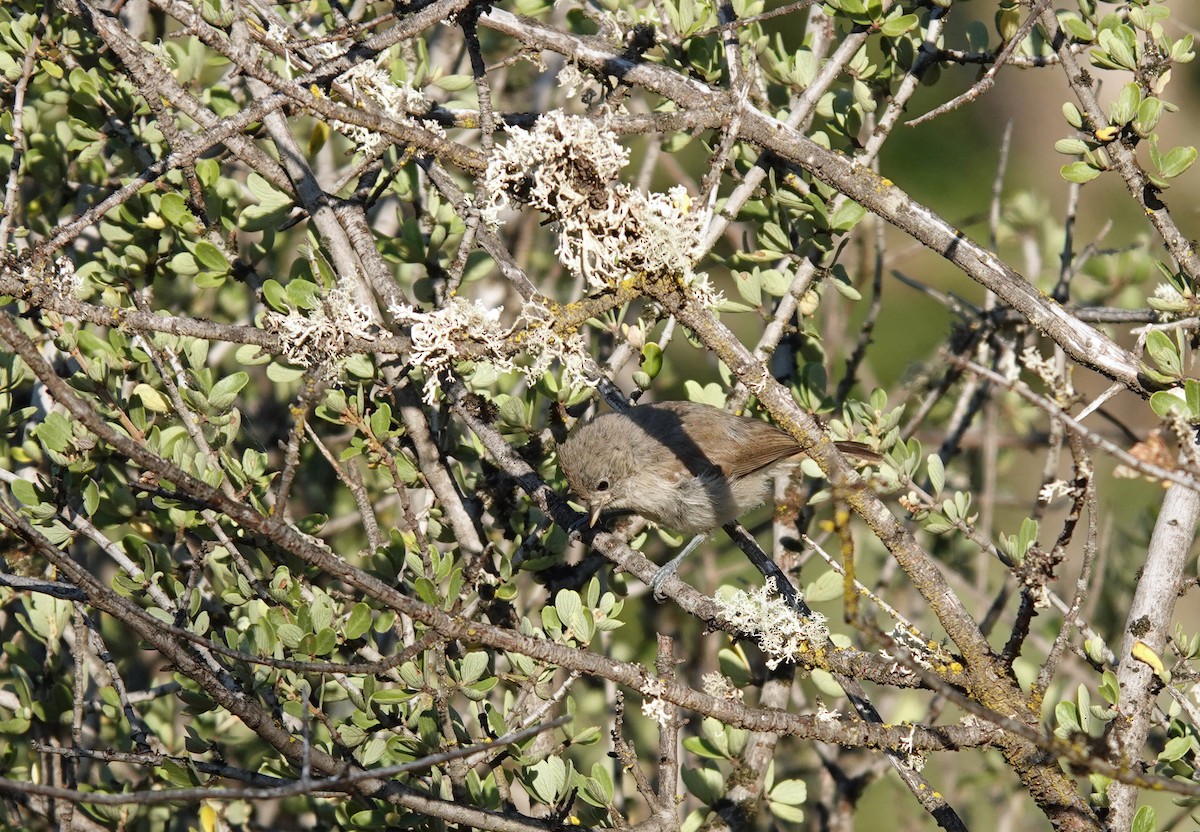 Oak Titmouse - ML643182849