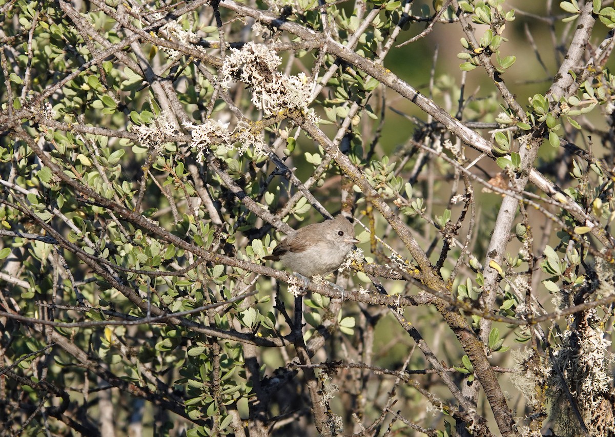 Oak Titmouse - ML643182850