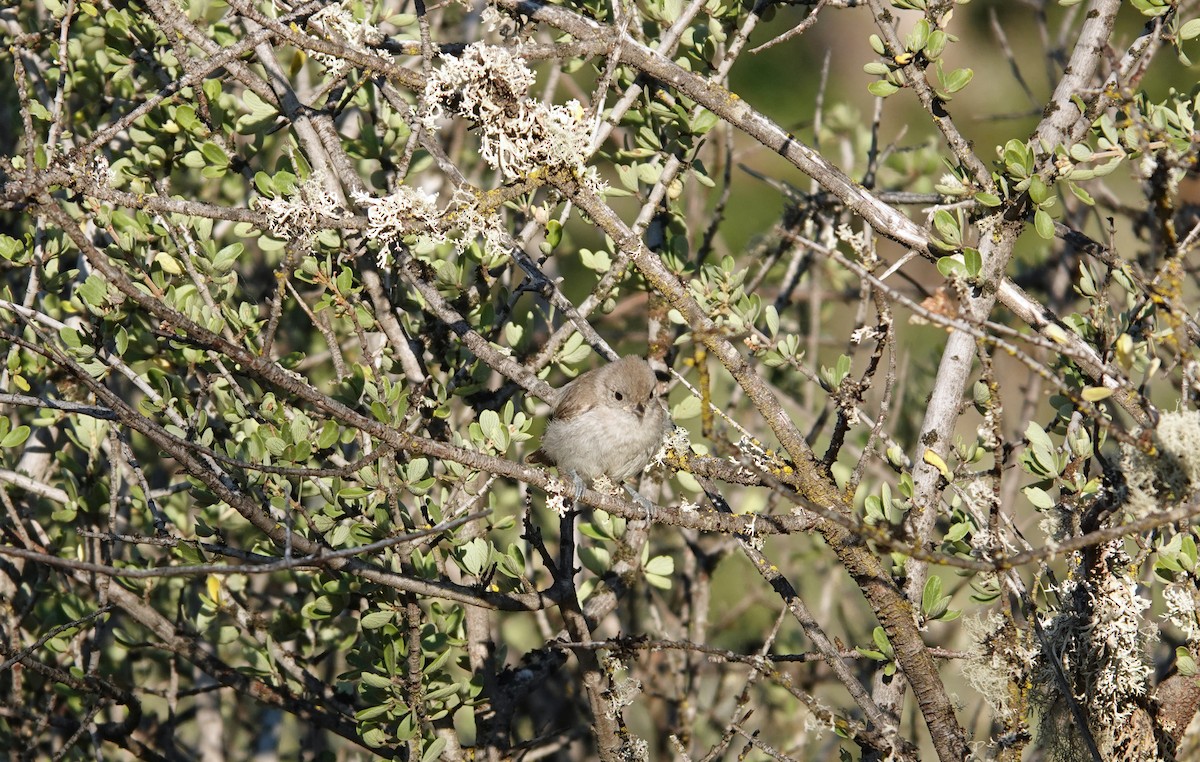 Oak Titmouse - ML643182851