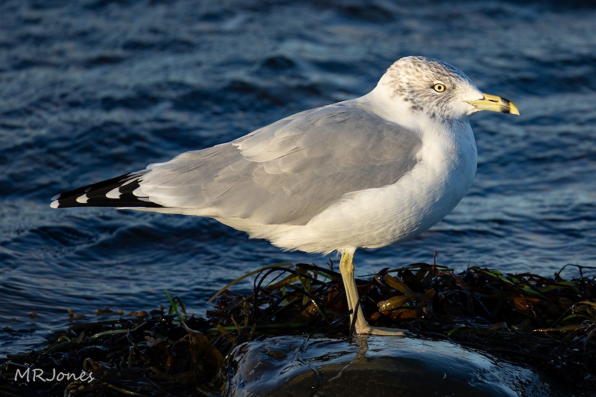 Ring-billed Gull - ML643182866