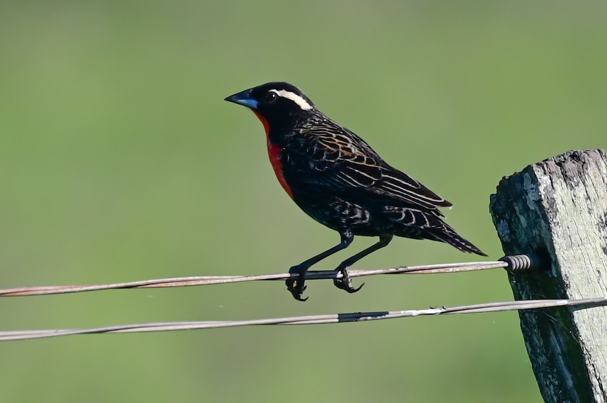 White-browed Meadowlark - ML643182869