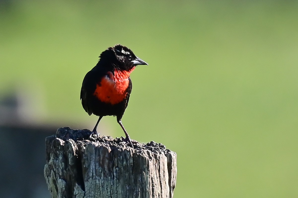 White-browed Meadowlark - ML643182870