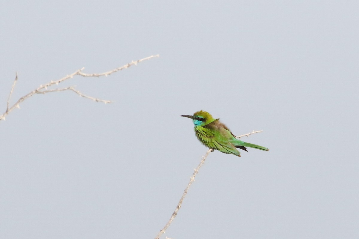 Arabian Green Bee-eater - ML643182871