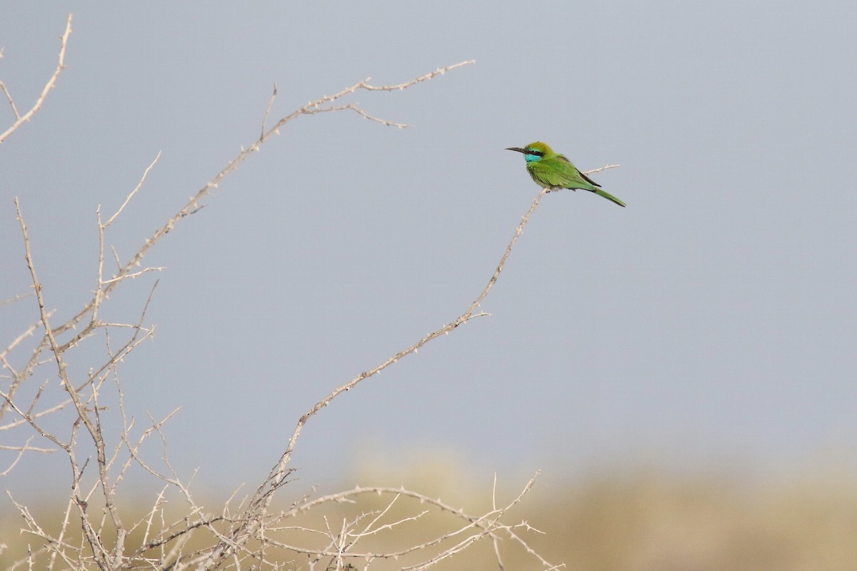 Arabian Green Bee-eater - ML643182872