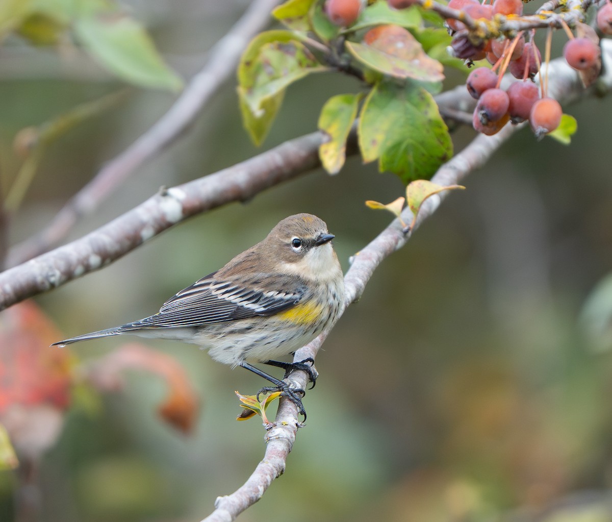Yellow-rumped Warbler (Myrtle) - ML643182878