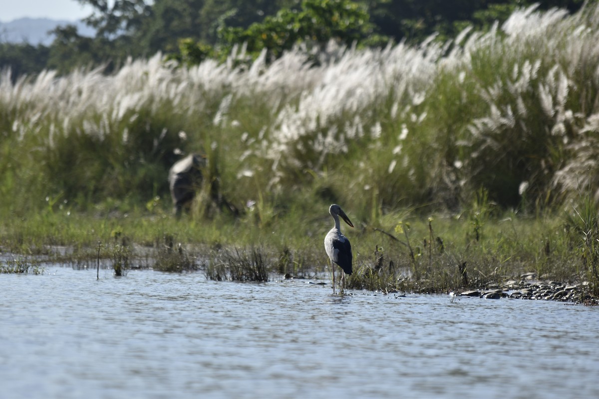 Asian Openbill - ML643182879
