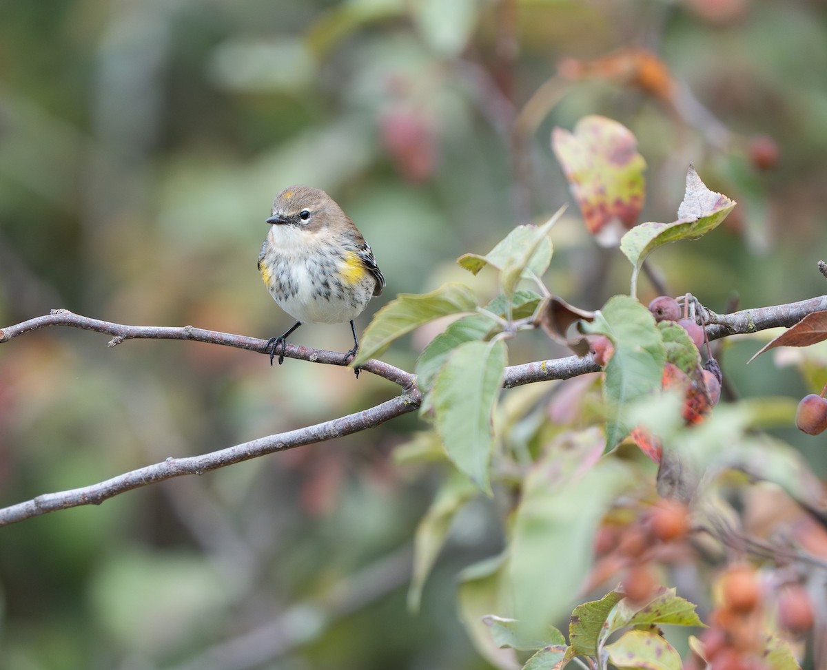 Yellow-rumped Warbler (Myrtle) - ML643182880