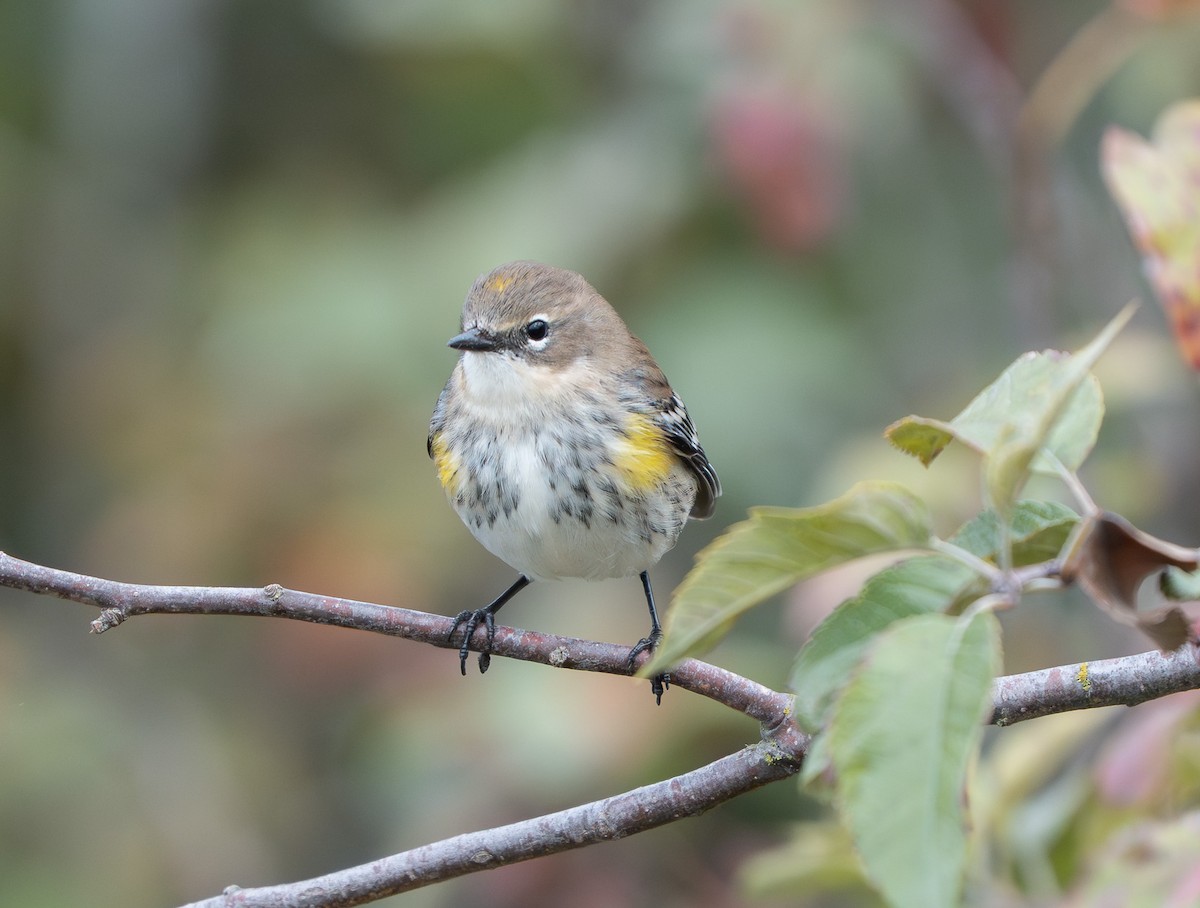 Yellow-rumped Warbler (Myrtle) - ML643182884