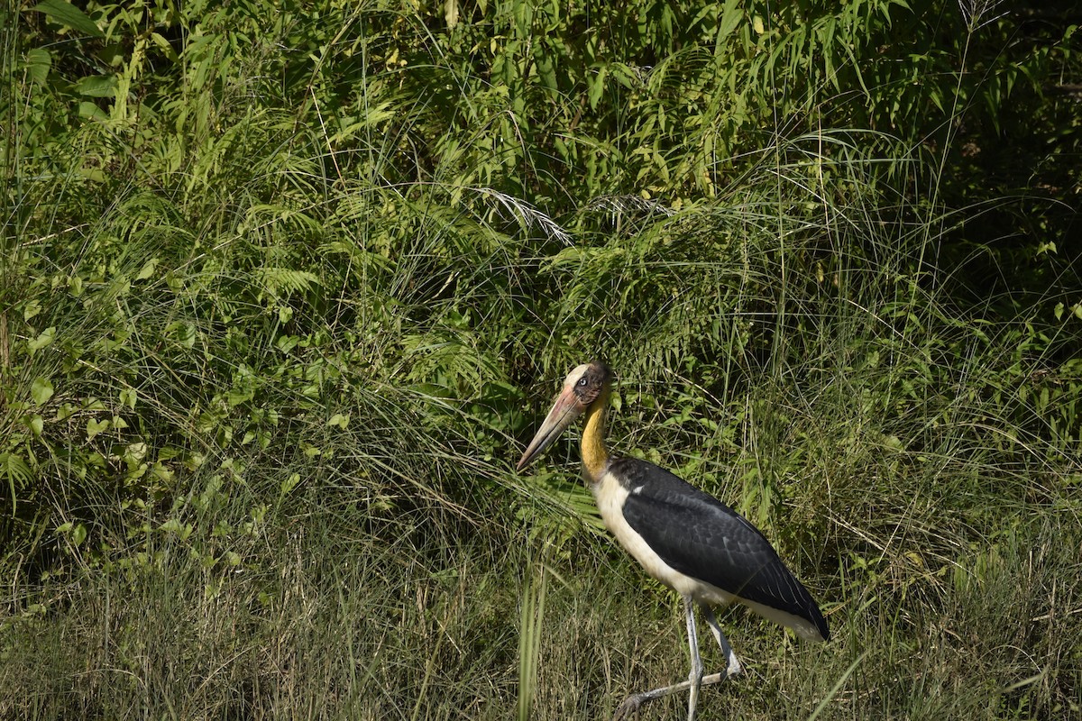 Lesser Adjutant - ML643182887