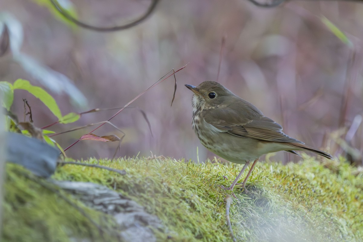 Hermit Thrush - ML643182889