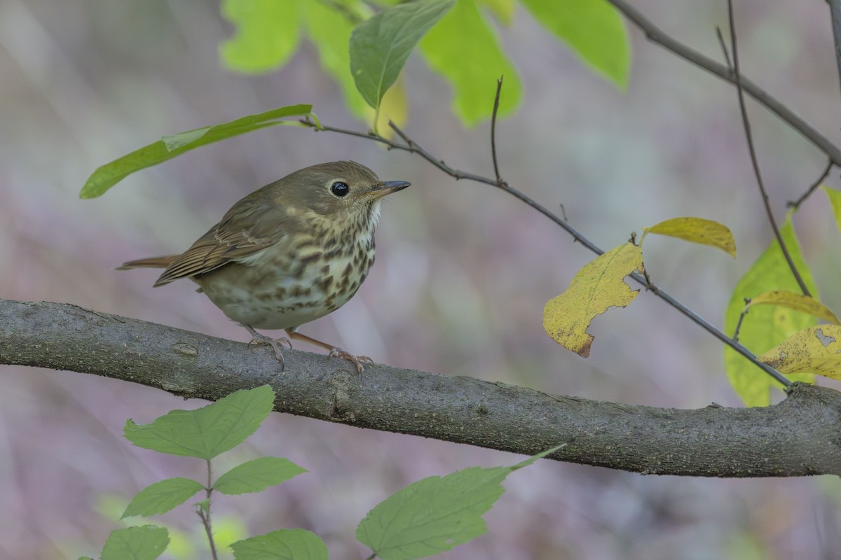 Hermit Thrush - ML643182890