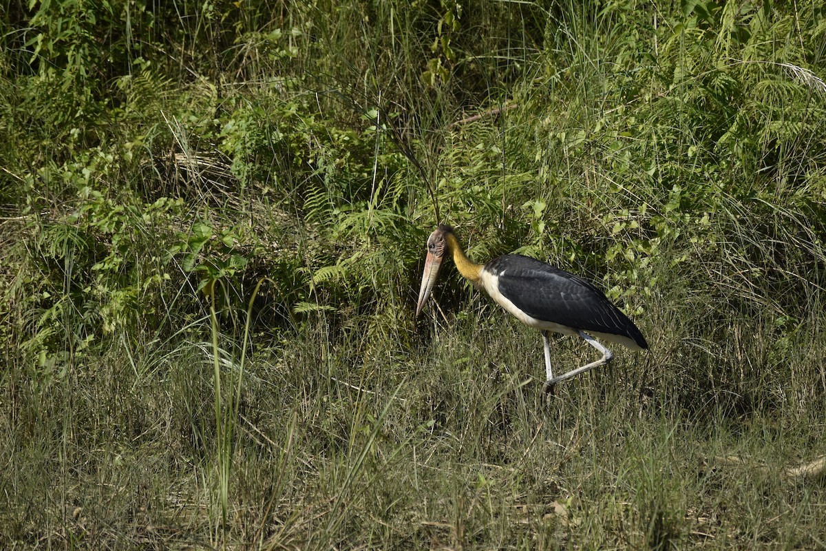Lesser Adjutant - ML643182895