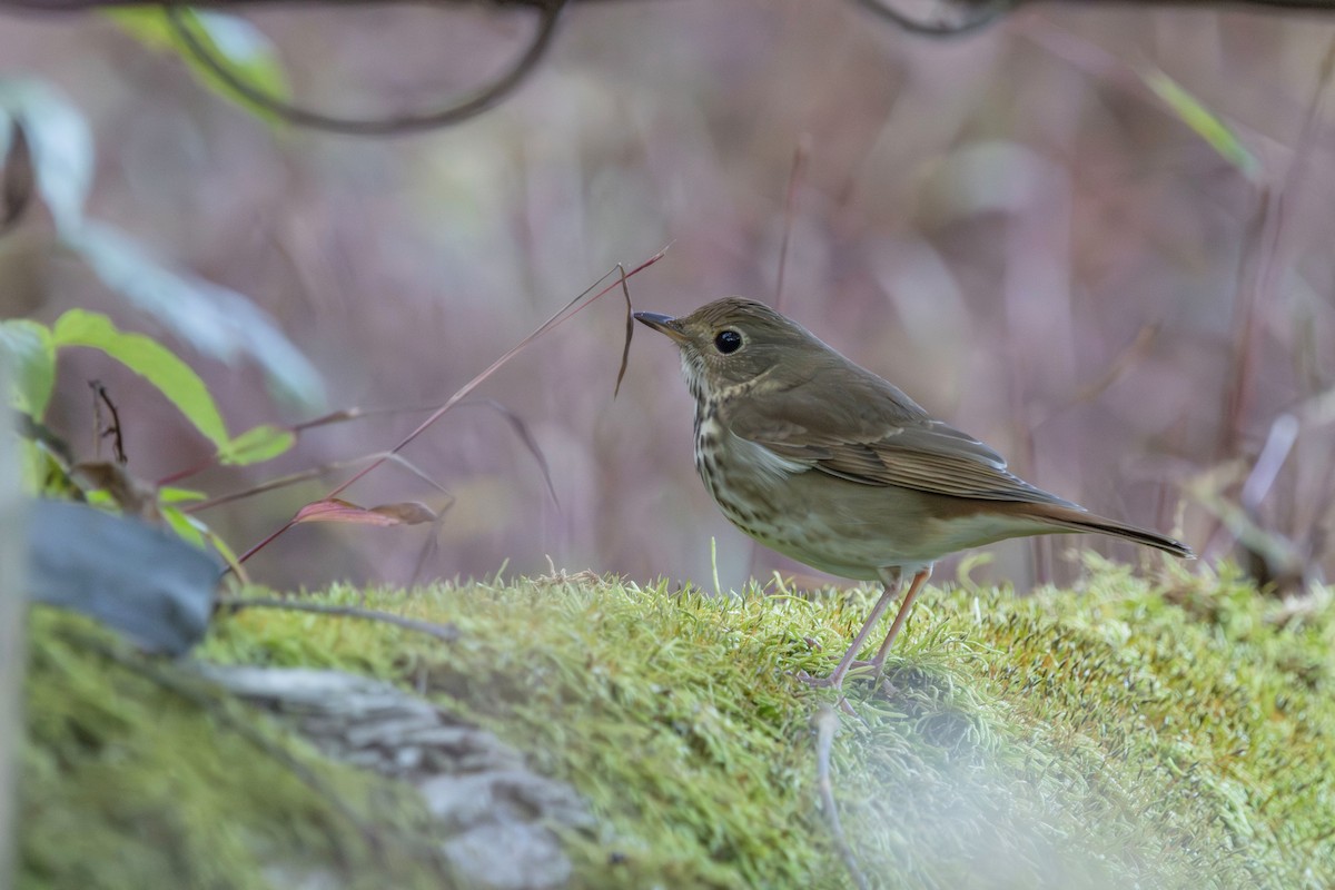 Hermit Thrush - ML643182896