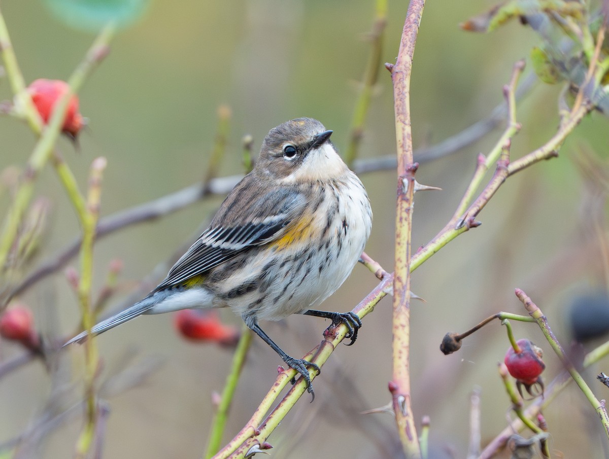Yellow-rumped Warbler (Myrtle) - ML643182898