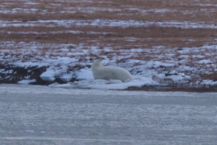 Polar Bear - ML643182899
