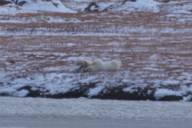 Polar Bear - ML643182900