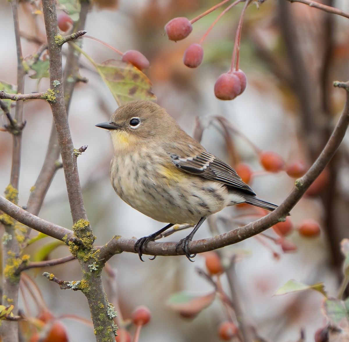 Yellow-rumped Warbler - ML643182912
