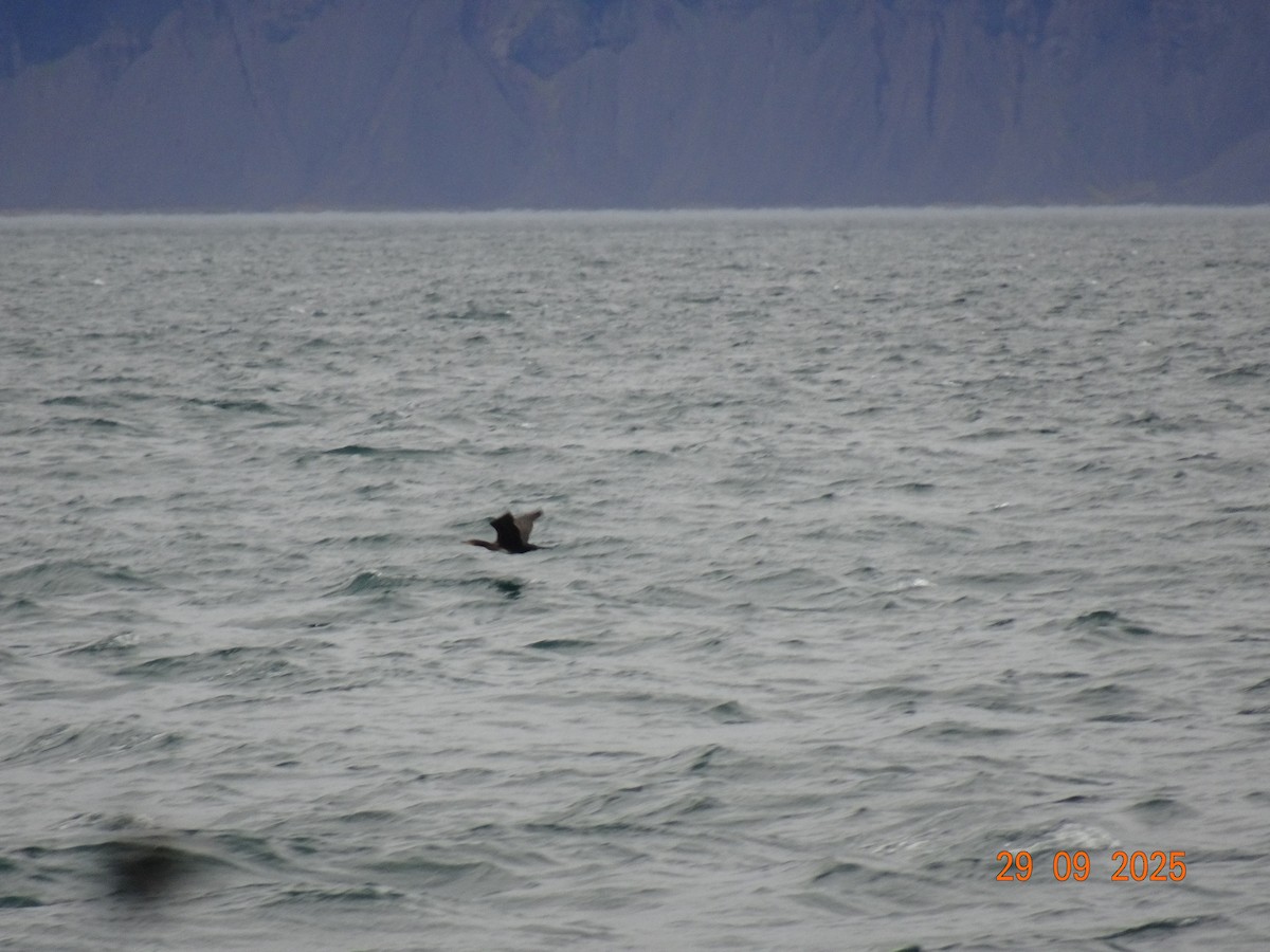 Great Cormorant - ML643182923