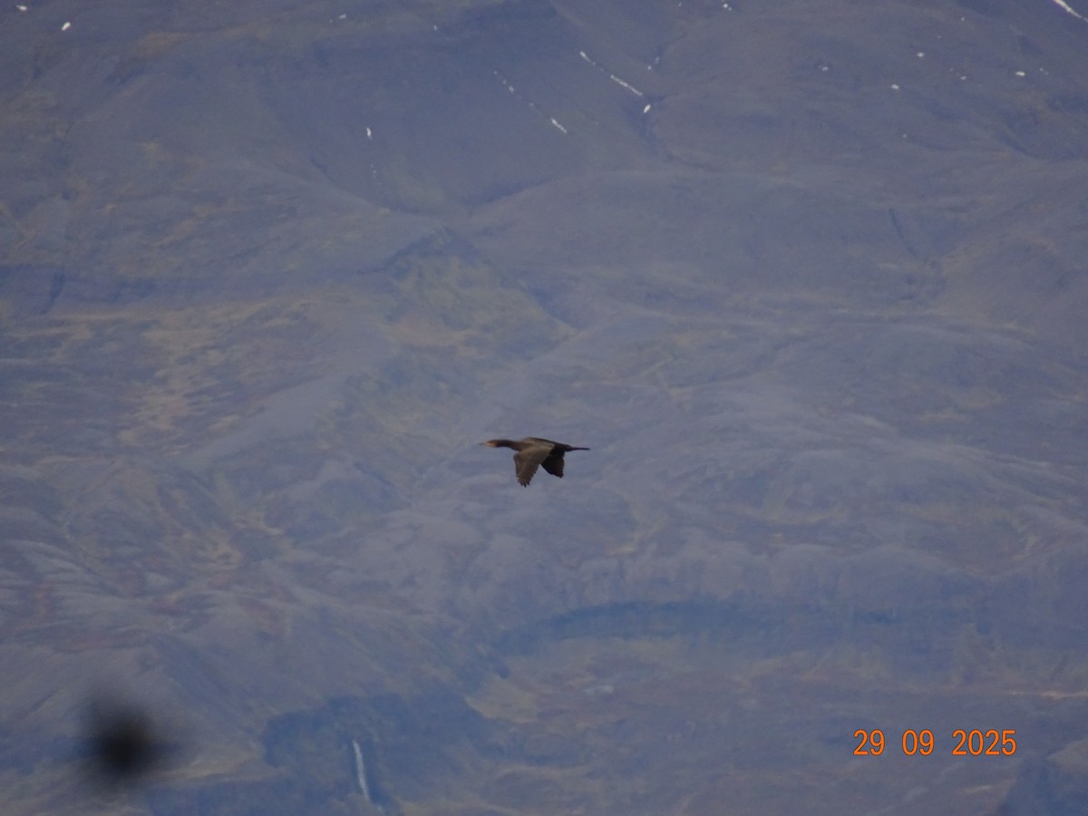 Great Cormorant - ML643182924