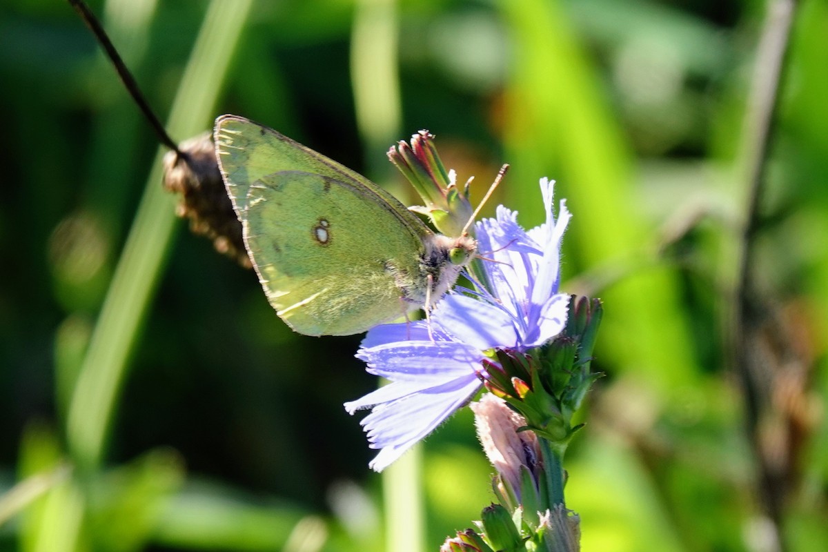 Clouded Sulphur - ML643182926