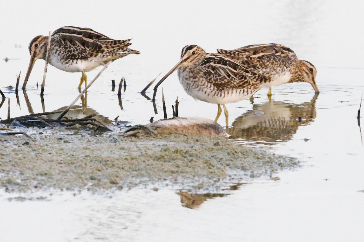 Common Snipe - ML643182927