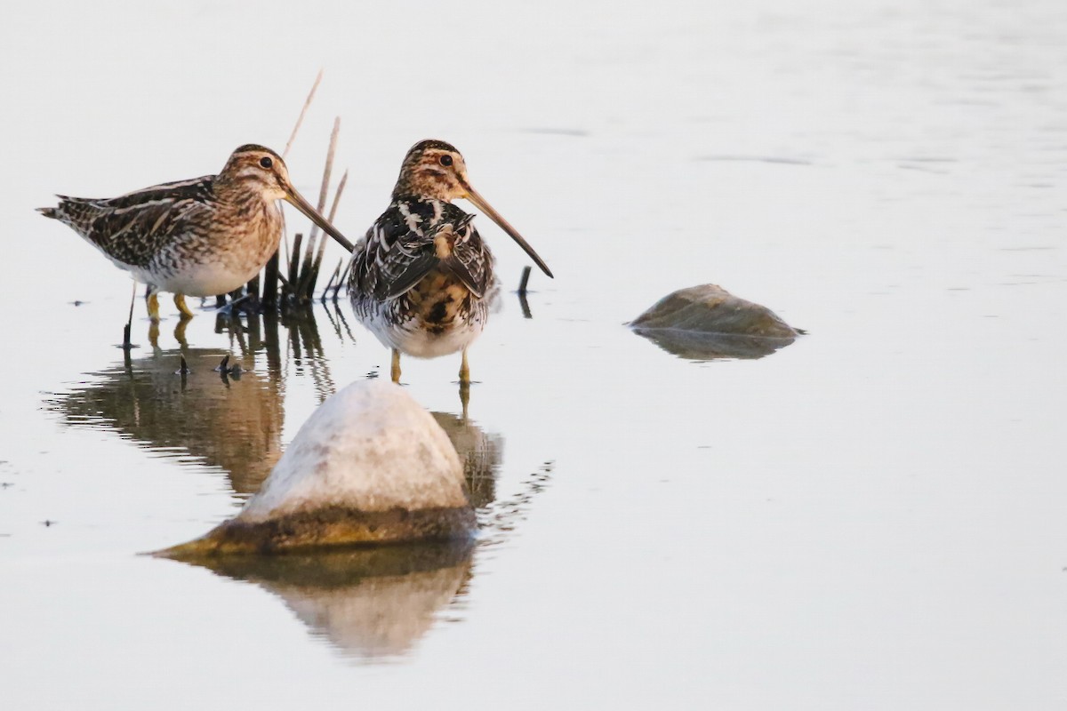 Common Snipe - ML643182928