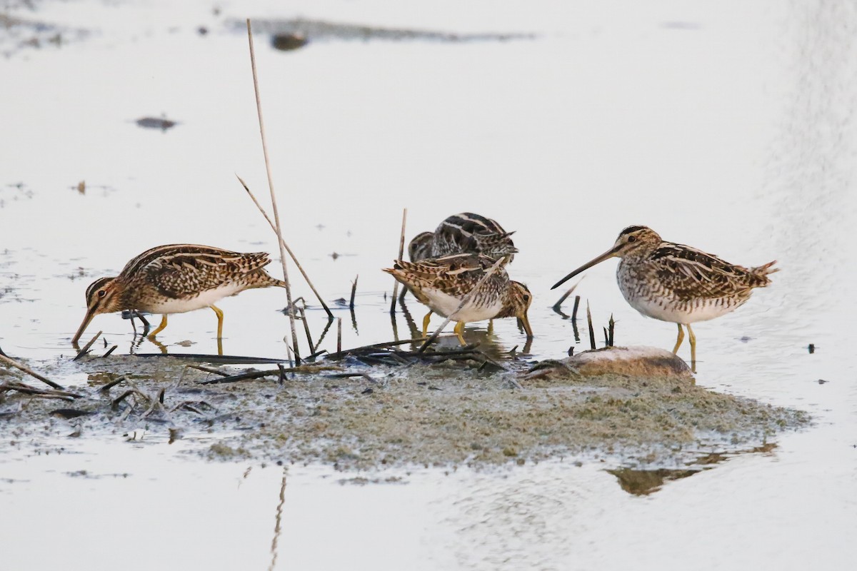 Common Snipe - ML643182930