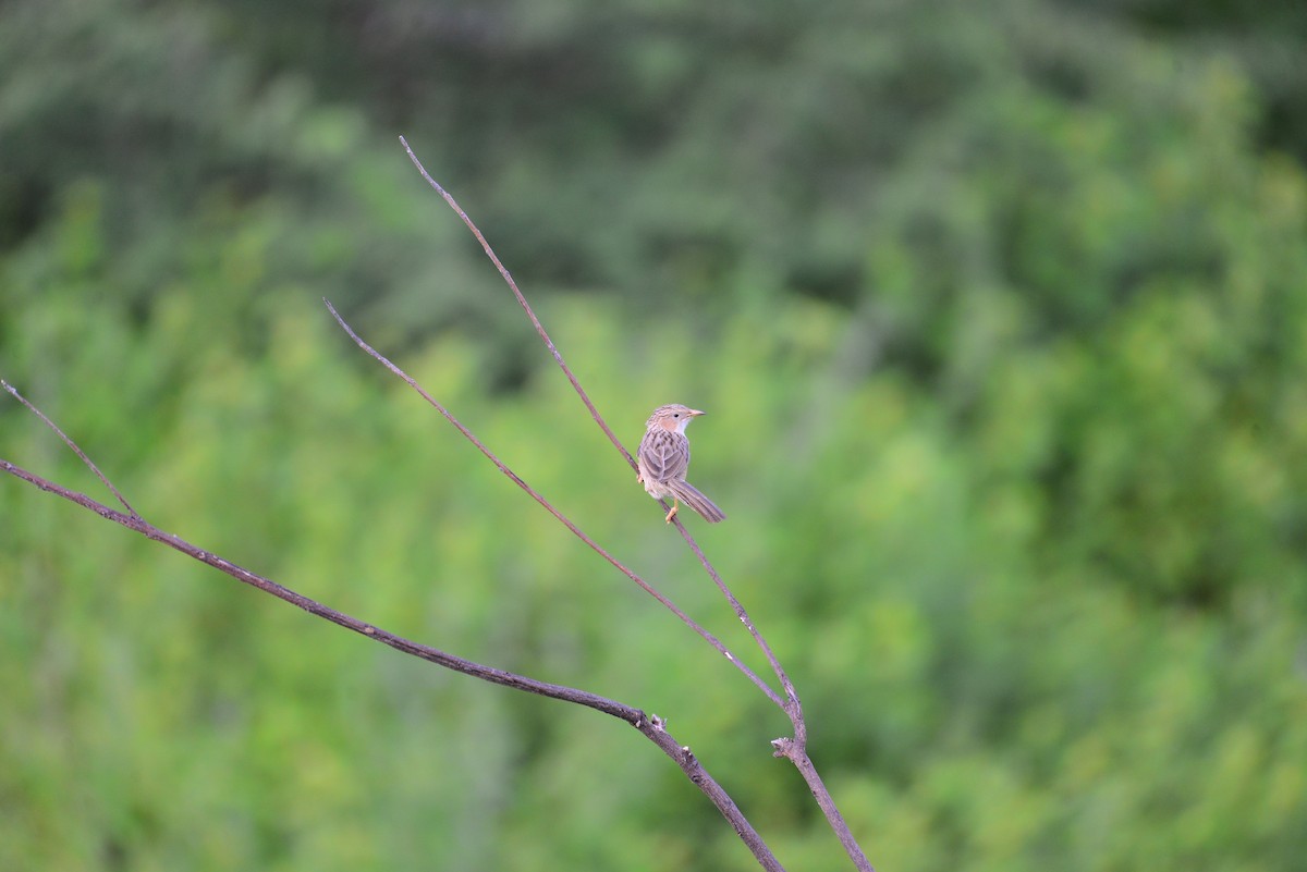 Common Babbler - ML643182931