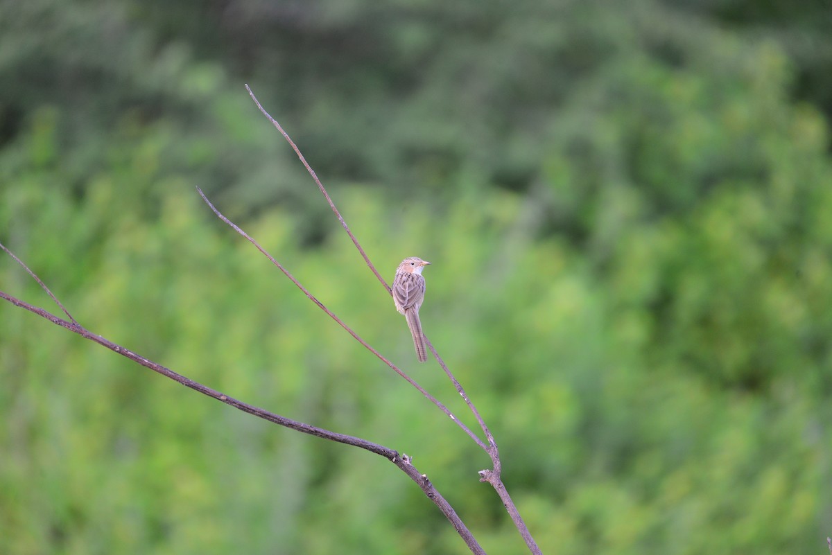 Common Babbler - ML643182932