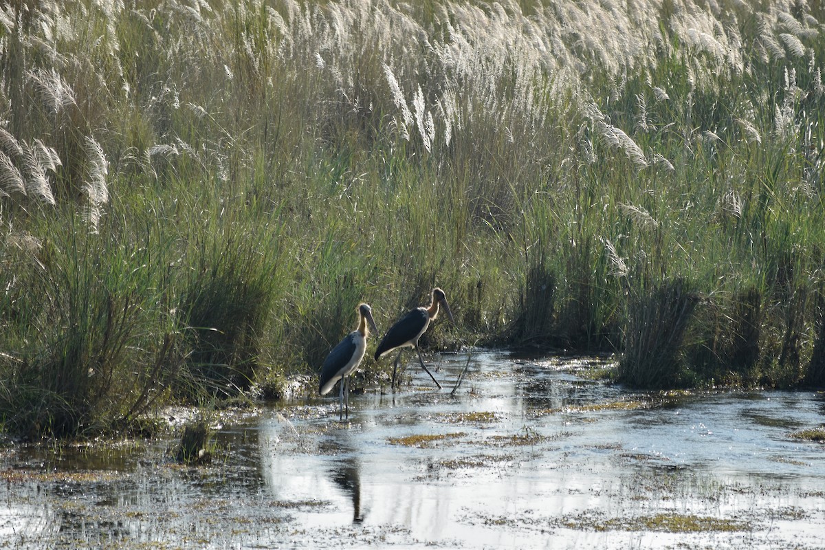 Lesser Adjutant - ML643182936