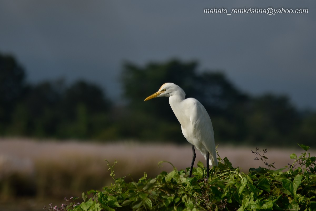 Eastern Cattle-Egret - ML643182958