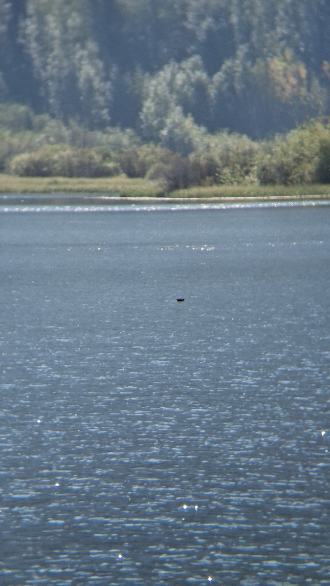 Ancient Murrelet - ML643182994