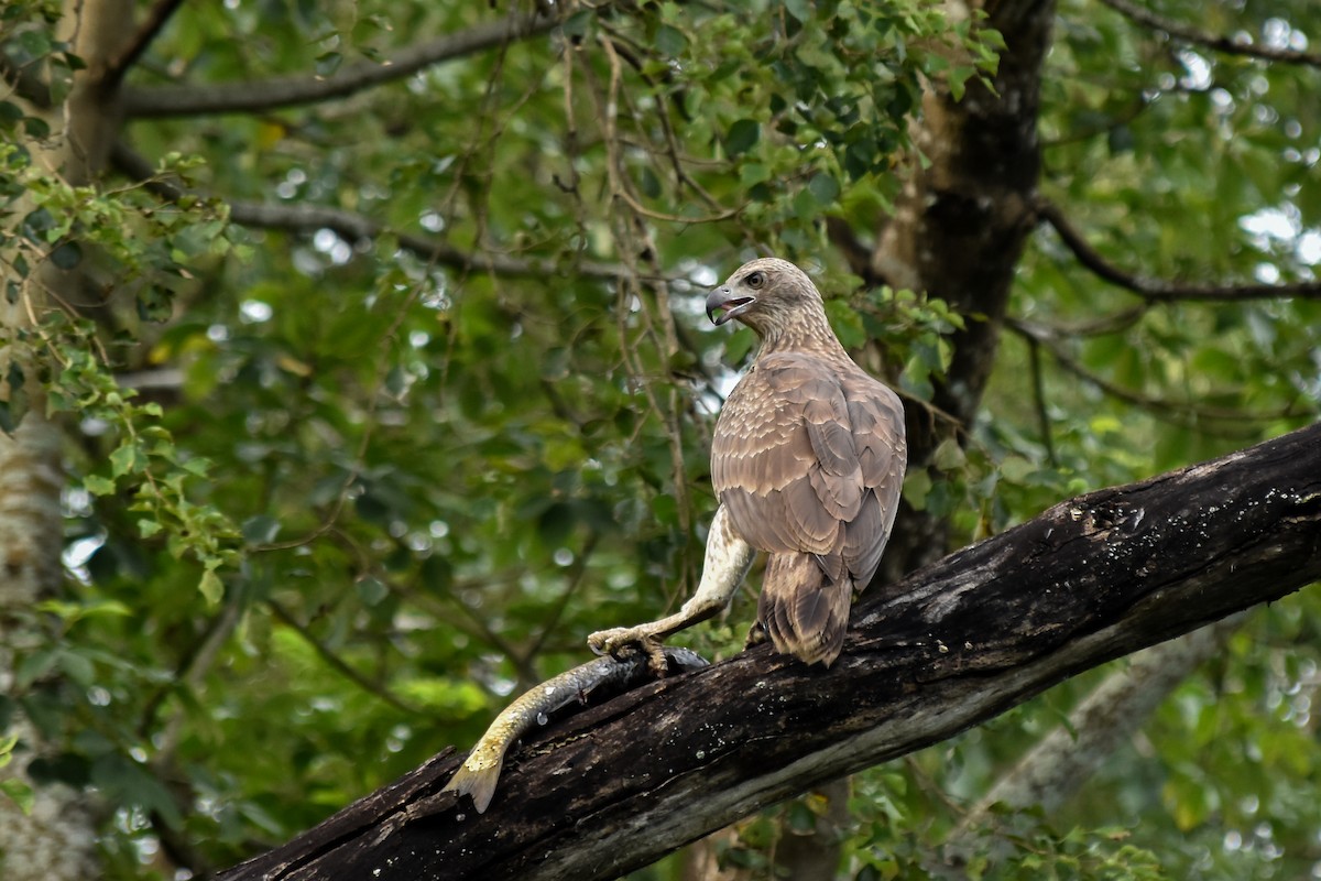 Gray-headed Fish-Eagle - ML643183000