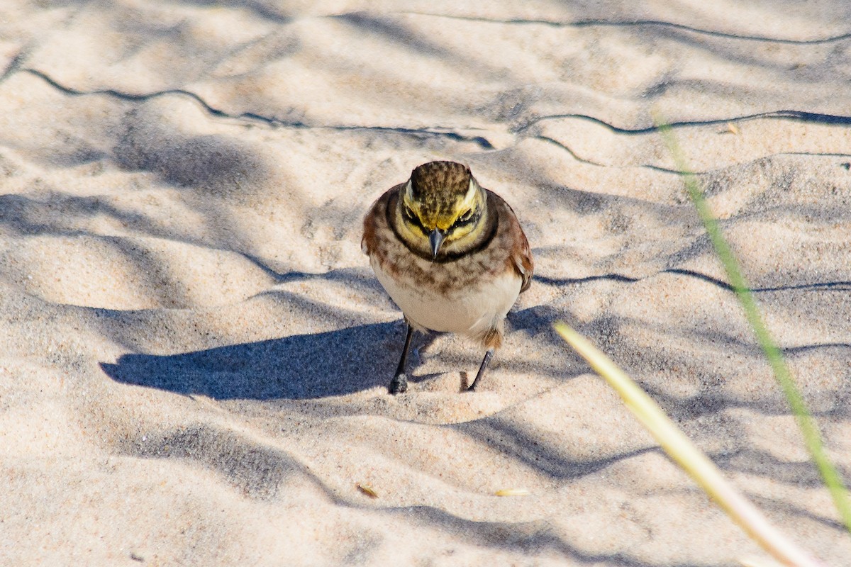 Horned Lark - ML643183005