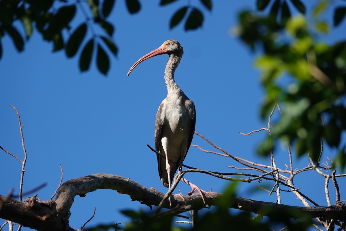 ibis bílý - ML643183006