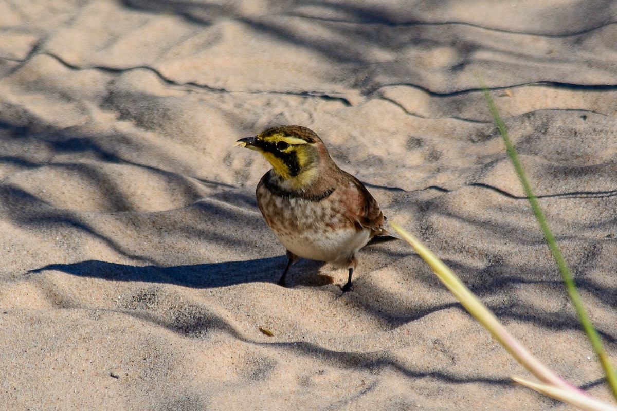 Horned Lark - ML643183014