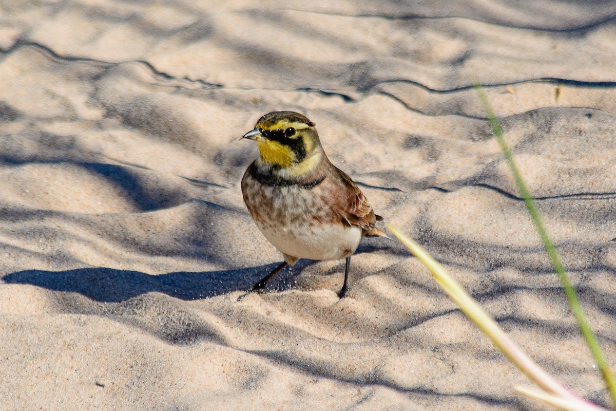 Horned Lark - ML643183018